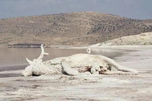 چرا دریاچه ارومیه خشک شد!